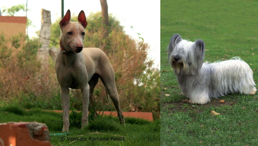 Skye Terrier vs Jonangi - Breed Comparison