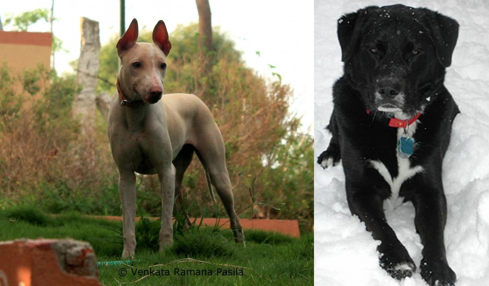 St. John's Water Dog vs Jonangi - Breed Comparison