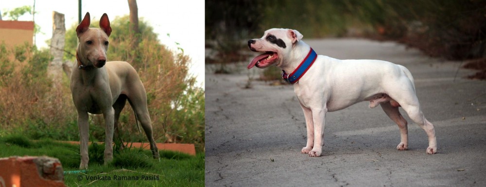Staffordshire Bull Terrier vs Jonangi - Breed Comparison