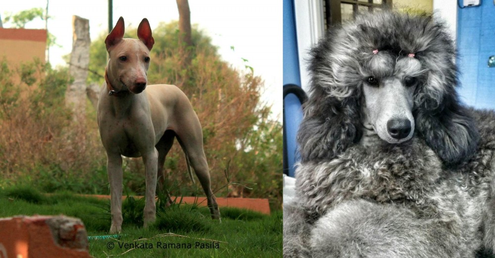 Standard Poodle vs Jonangi - Breed Comparison