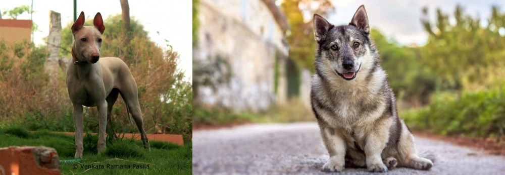 Swedish Vallhund vs Jonangi - Breed Comparison