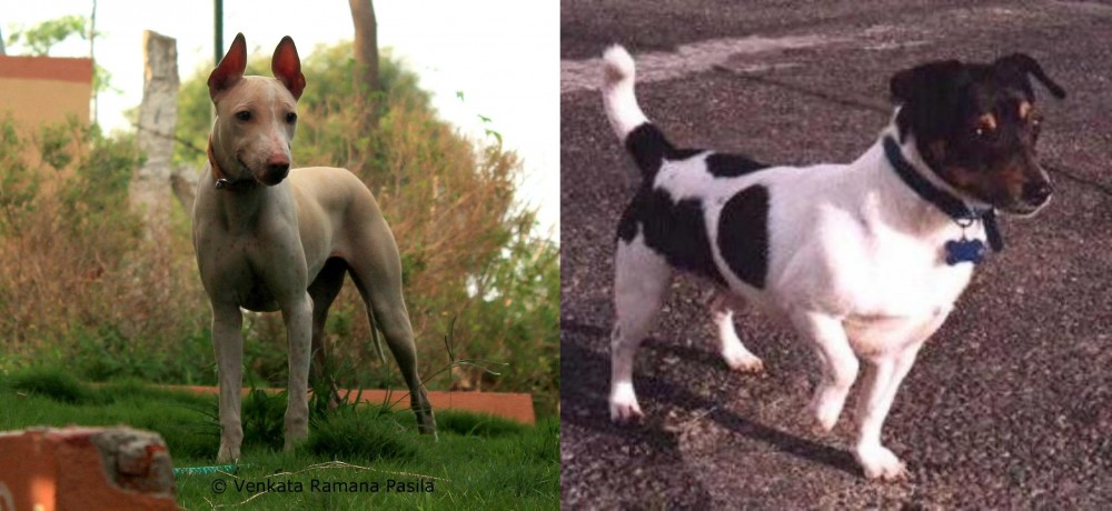 Teddy Roosevelt Terrier vs Jonangi - Breed Comparison