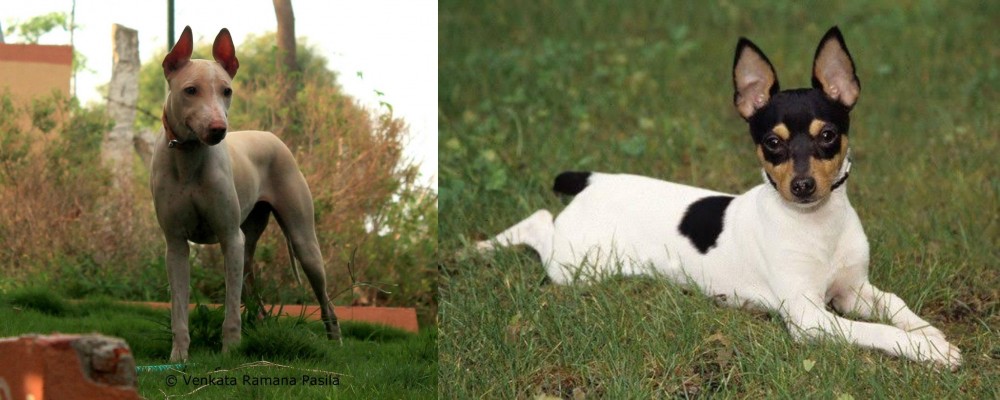 Toy Fox Terrier vs Jonangi - Breed Comparison