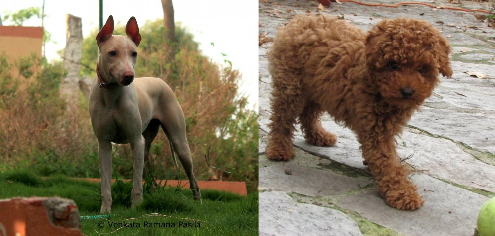 Toy Poodle vs Jonangi - Breed Comparison