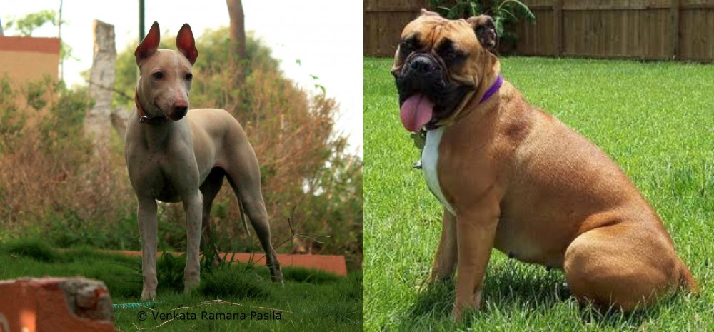 Valley Bulldog vs Jonangi - Breed Comparison