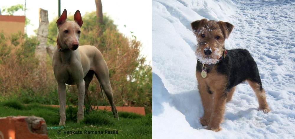 Welsh Terrier vs Jonangi - Breed Comparison