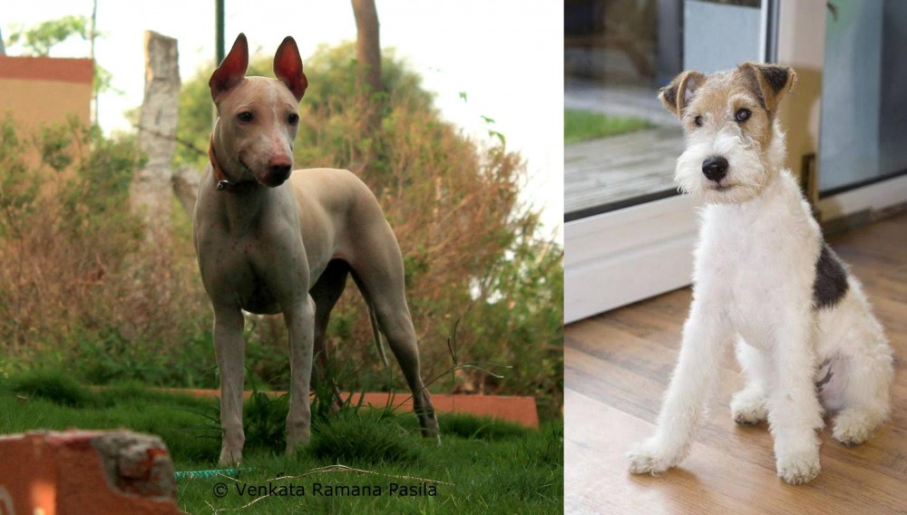 Wire Fox Terrier vs Jonangi - Breed Comparison
