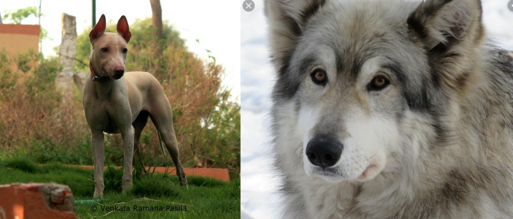 Wolfdog vs Jonangi - Breed Comparison