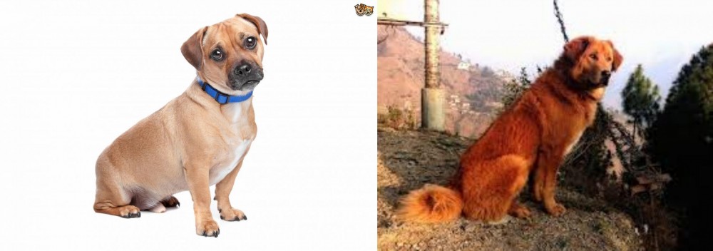 Himalayan Sheepdog vs Jug - Breed Comparison