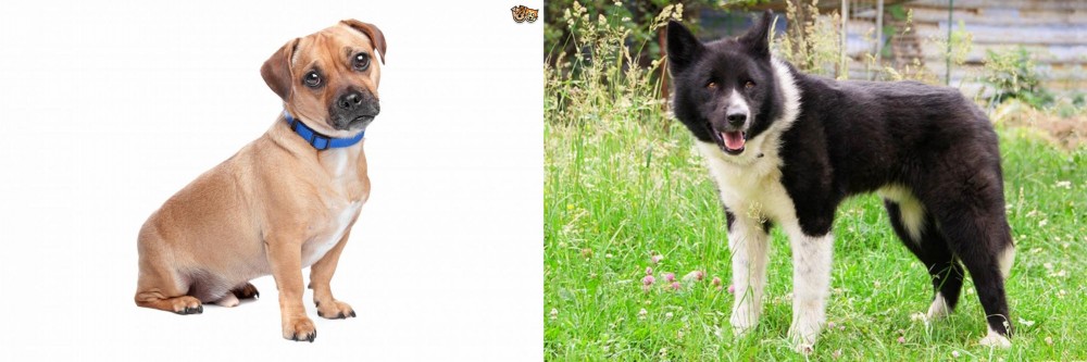 Karelian Bear Dog vs Jug - Breed Comparison