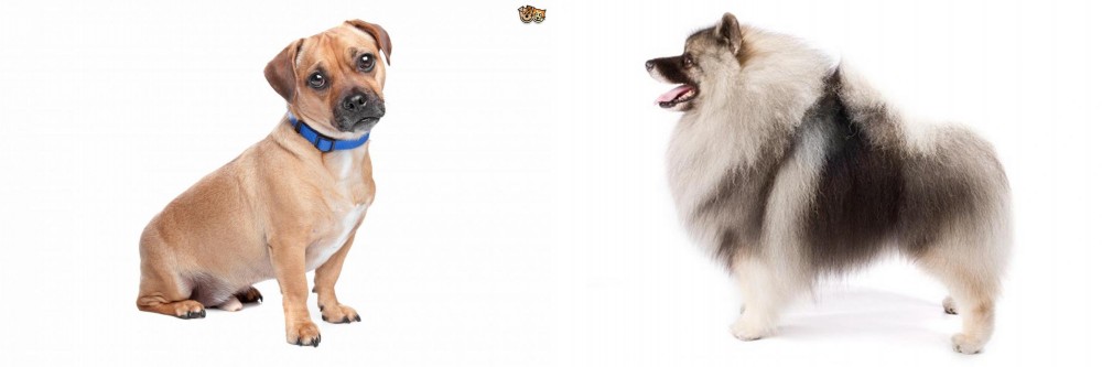 Keeshond vs Jug - Breed Comparison
