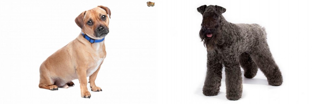 Kerry Blue Terrier vs Jug - Breed Comparison
