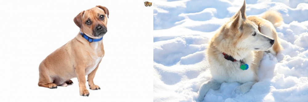 Labrador Husky vs Jug - Breed Comparison