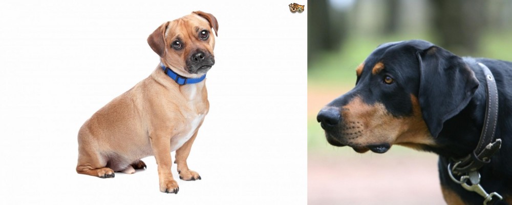 Lithuanian Hound vs Jug - Breed Comparison