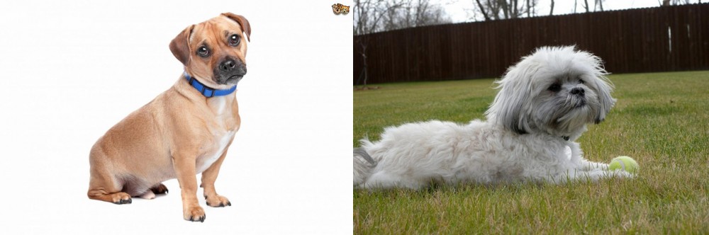 Mal-Shi vs Jug - Breed Comparison