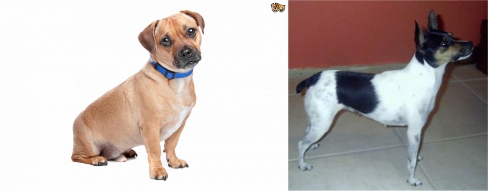 Miniature Fox Terrier vs Jug - Breed Comparison