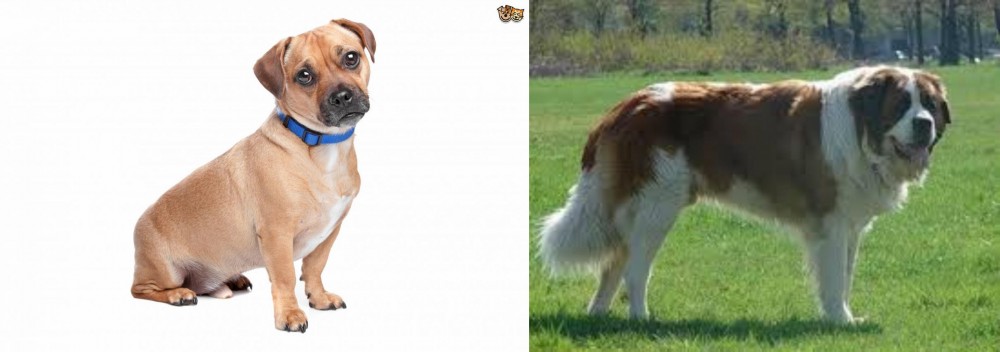 Moscow Watchdog vs Jug - Breed Comparison