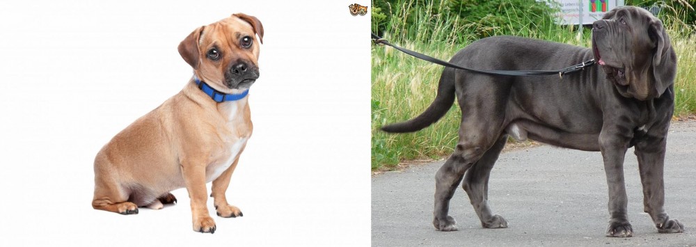 Neapolitan Mastiff vs Jug - Breed Comparison