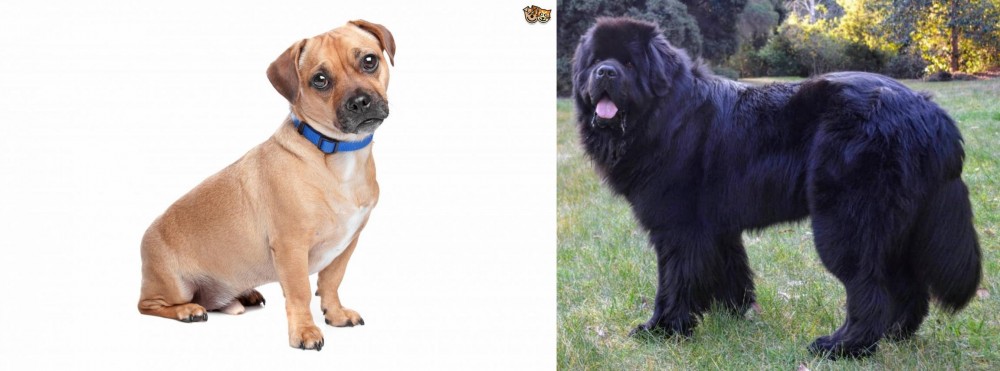 Newfoundland Dog vs Jug - Breed Comparison