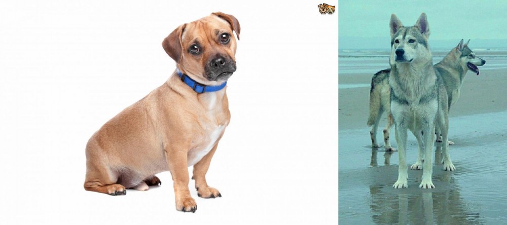 Northern Inuit Dog vs Jug - Breed Comparison