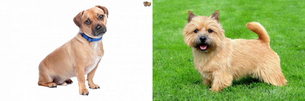 Norwich Terrier vs Jug - Breed Comparison