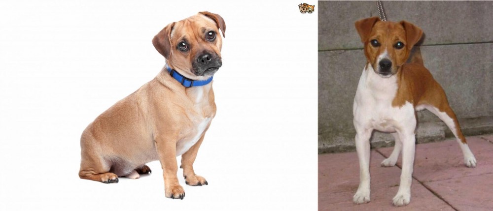 Plummer Terrier vs Jug - Breed Comparison