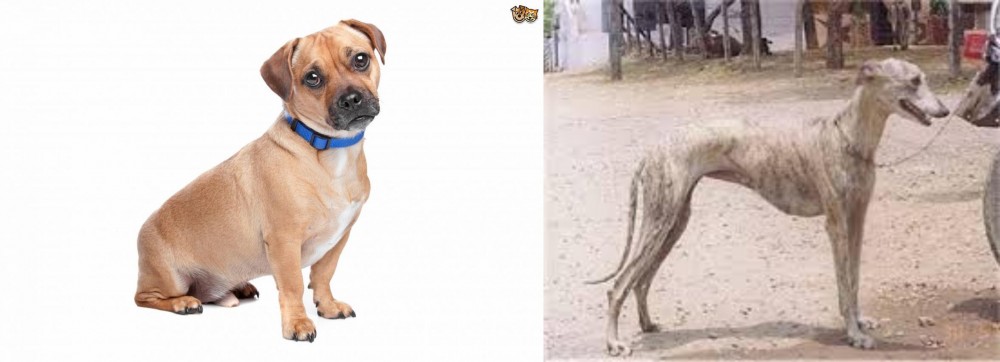 Rampur Greyhound vs Jug - Breed Comparison