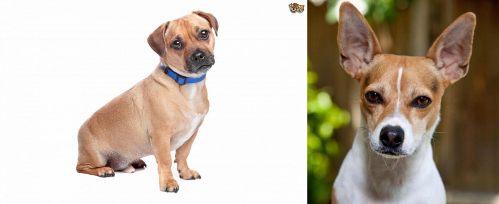 Rat Terrier vs Jug - Breed Comparison