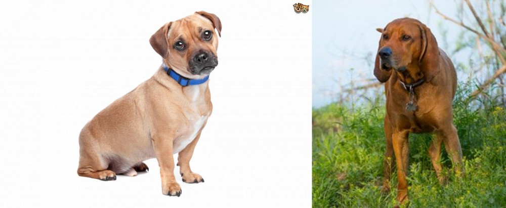 Redbone Coonhound vs Jug - Breed Comparison