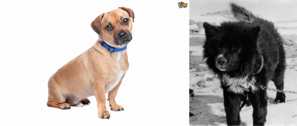 Sakhalin Husky vs Jug - Breed Comparison