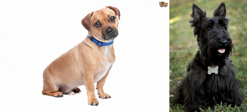 Scoland Terrier vs Jug - Breed Comparison