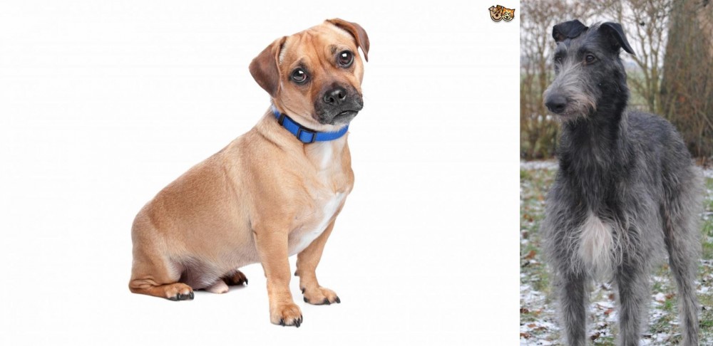 Scottish Deerhound vs Jug - Breed Comparison