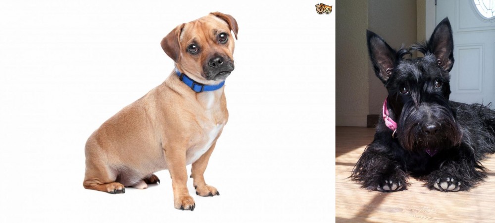 Scottish Terrier vs Jug - Breed Comparison