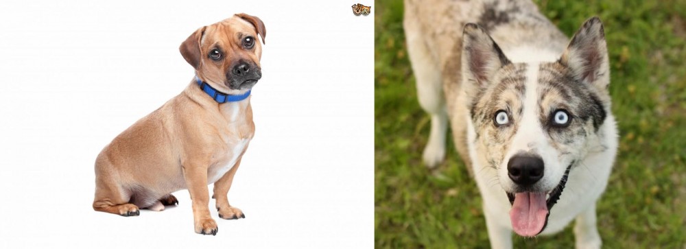 Shepherd Husky vs Jug - Breed Comparison