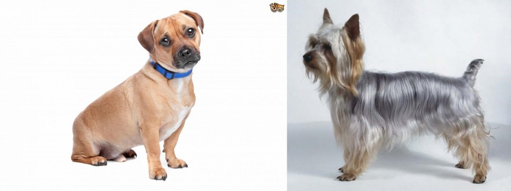 Silky Terrier vs Jug - Breed Comparison