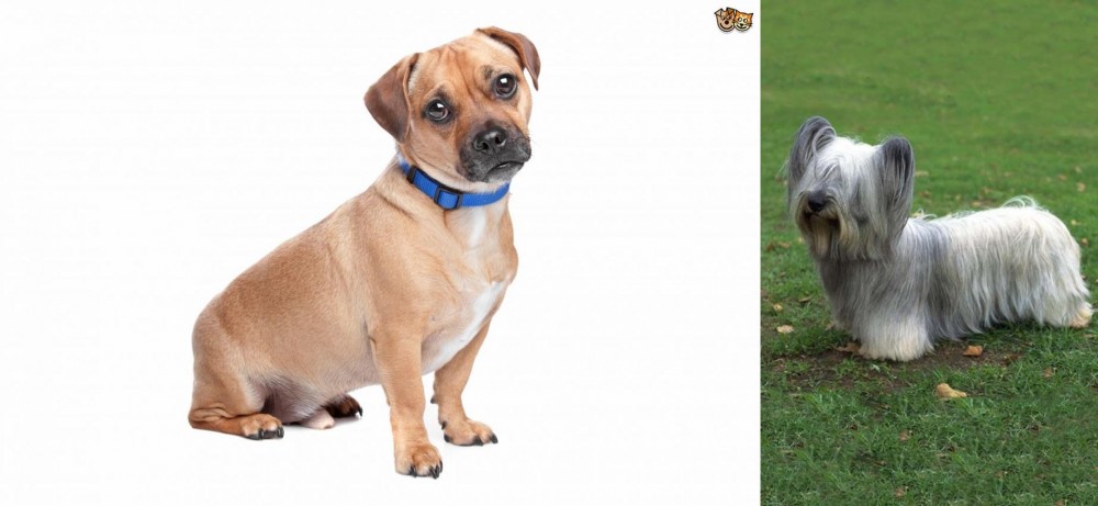 Skye Terrier vs Jug - Breed Comparison