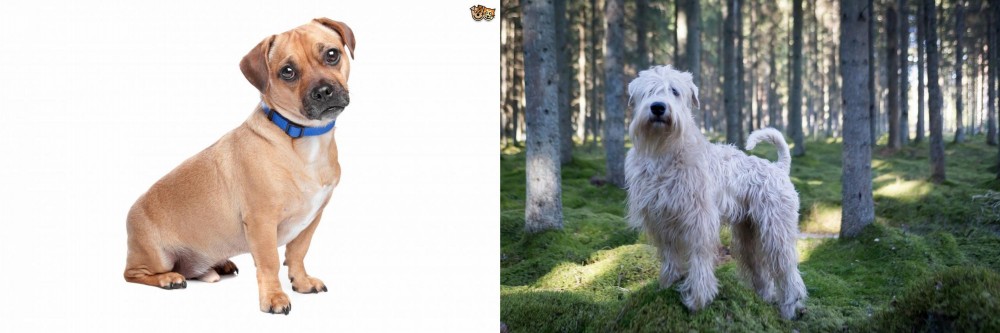 Soft-Coated Wheaten Terrier vs Jug - Breed Comparison