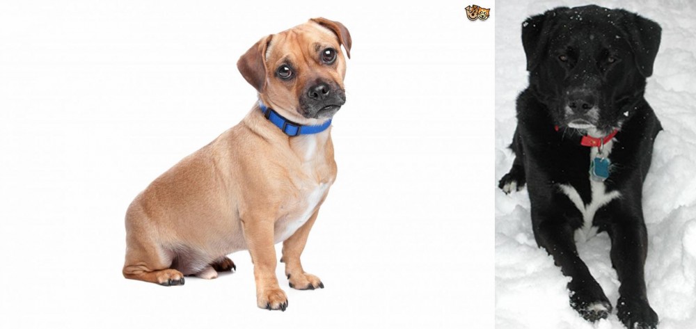 St. John's Water Dog vs Jug - Breed Comparison