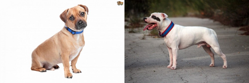 Staffordshire Bull Terrier vs Jug - Breed Comparison