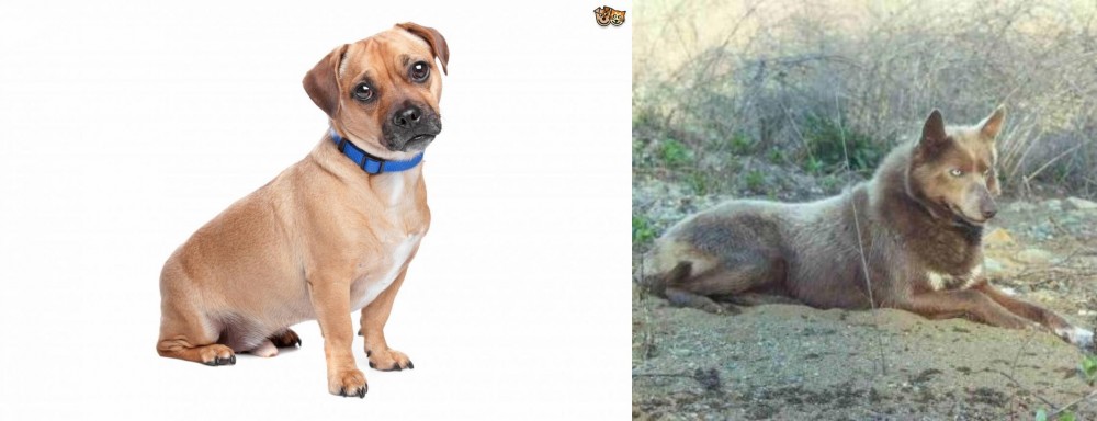 Tahltan Bear Dog vs Jug - Breed Comparison