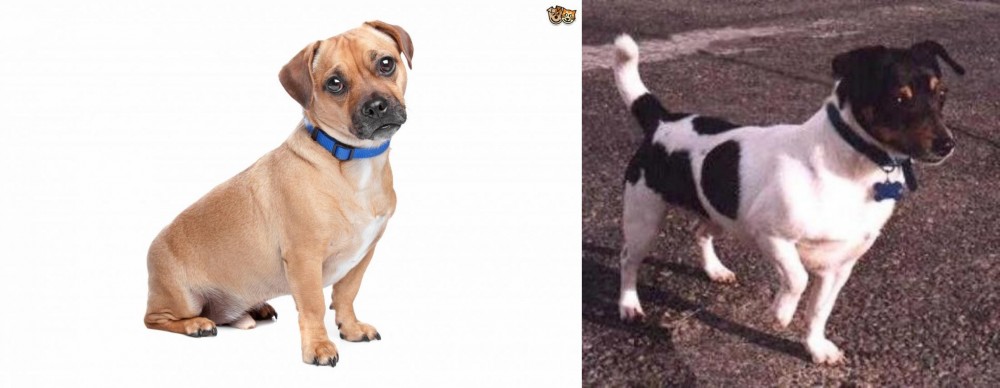 Teddy Roosevelt Terrier vs Jug - Breed Comparison