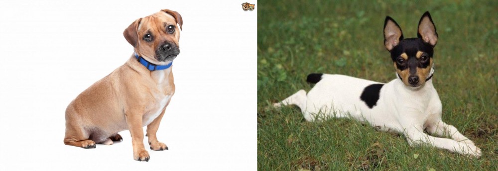 Toy Fox Terrier vs Jug - Breed Comparison