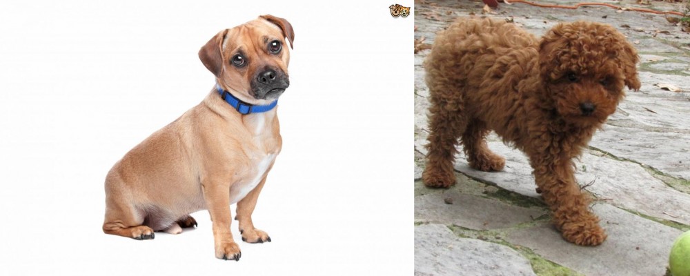 Toy Poodle vs Jug - Breed Comparison