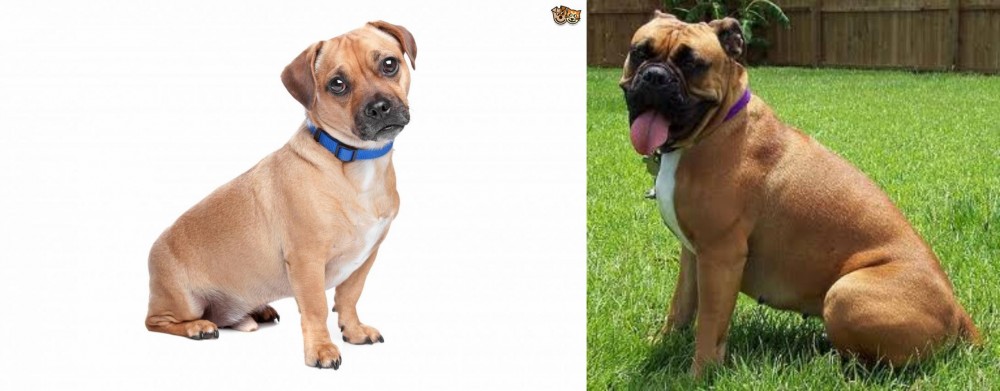 Valley Bulldog vs Jug - Breed Comparison