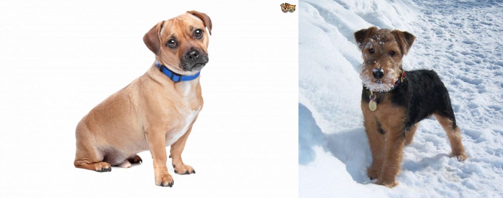 Welsh Terrier vs Jug - Breed Comparison