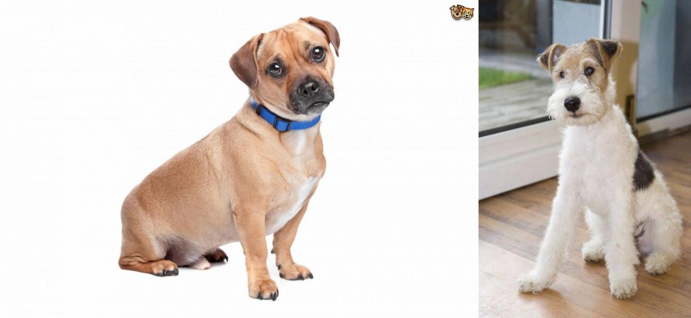 Wire Fox Terrier vs Jug - Breed Comparison