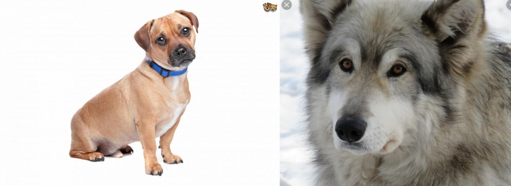 Wolfdog vs Jug - Breed Comparison