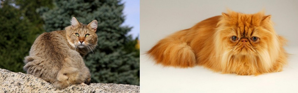 Persian vs Jungle-Bob - Breed Comparison