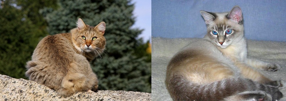 Tiger Cat vs Jungle-Bob - Breed Comparison