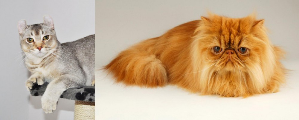 Persian vs Jungle-Curl - Breed Comparison